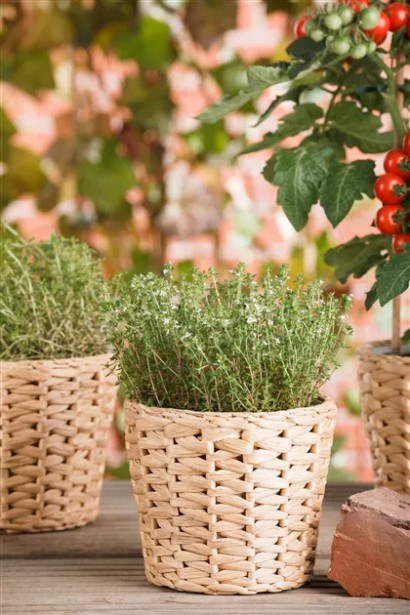 Ароматний чебрець `Fredo` у вазоні